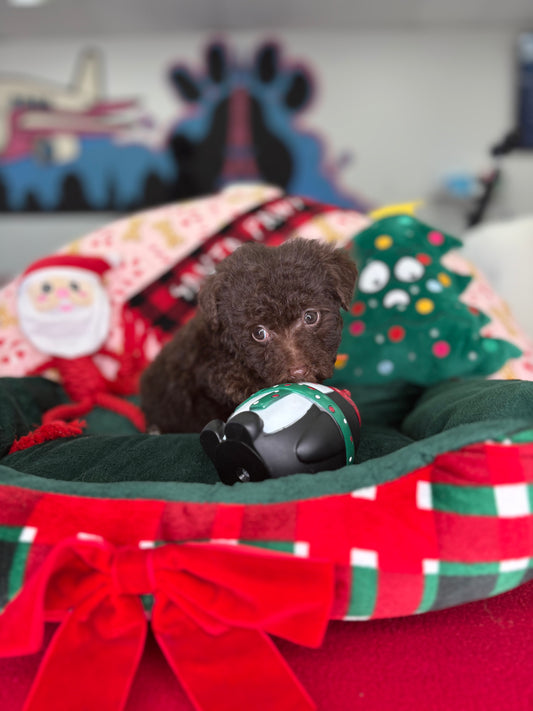 Dark Chocolate Female Micro Poodle Deposit Only‼️ (Please DESCRIPTION Read Below‼️)