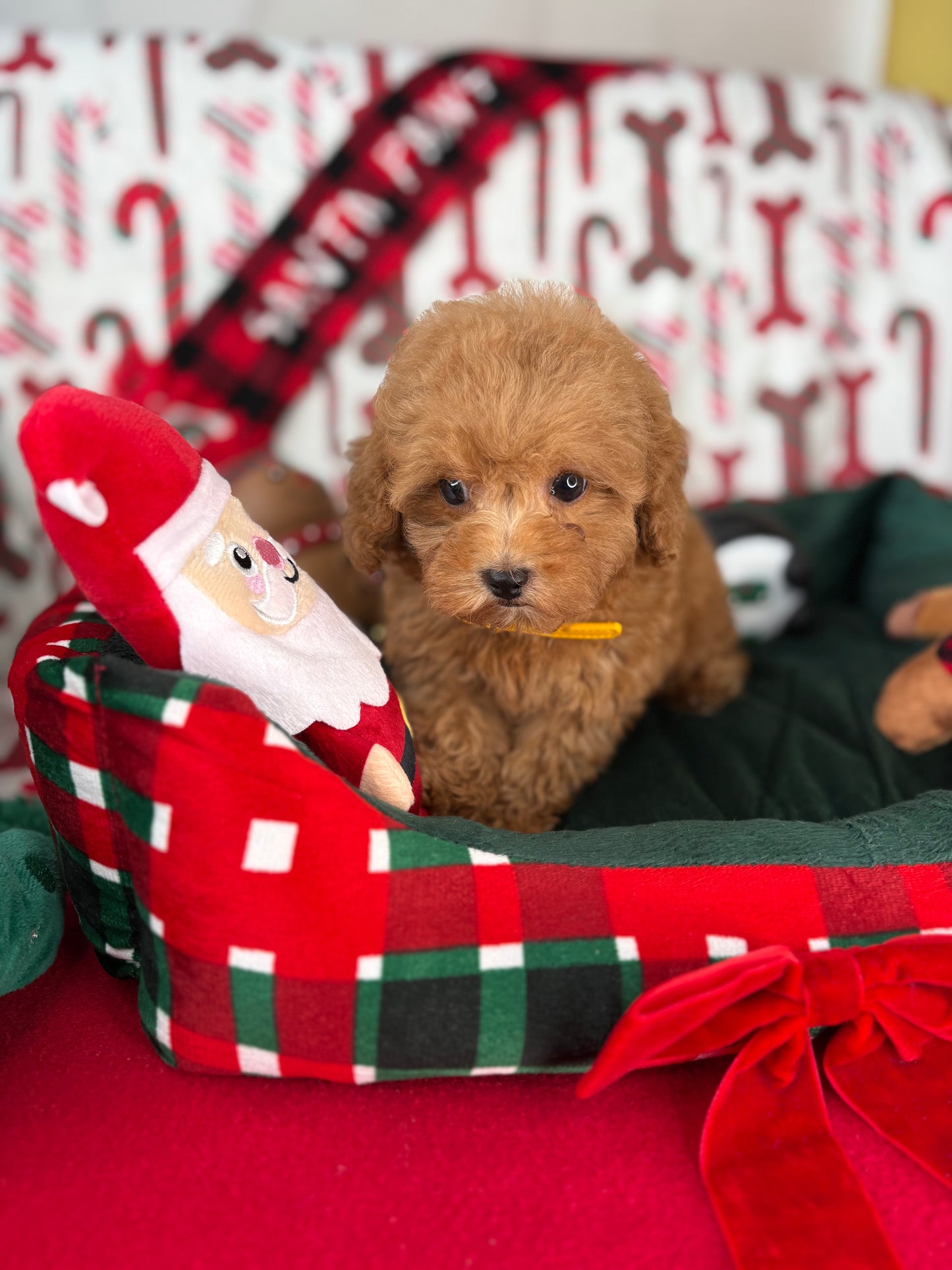 Apricot Female Teacup Poodle ‼️(Deposit Only ‼️ Please Read The Description Below ‼️)