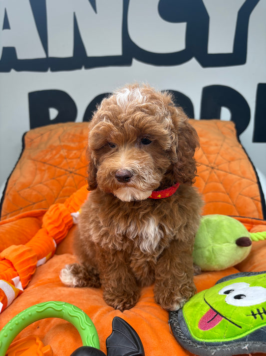 Dark Red And White Female Miniture Poodle (Deposit Only, Please Read The Description Below‼️)