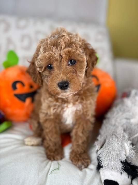Apricot Male Toy Poodle (Deposit Only‼️Please Read The Description Below‼️)