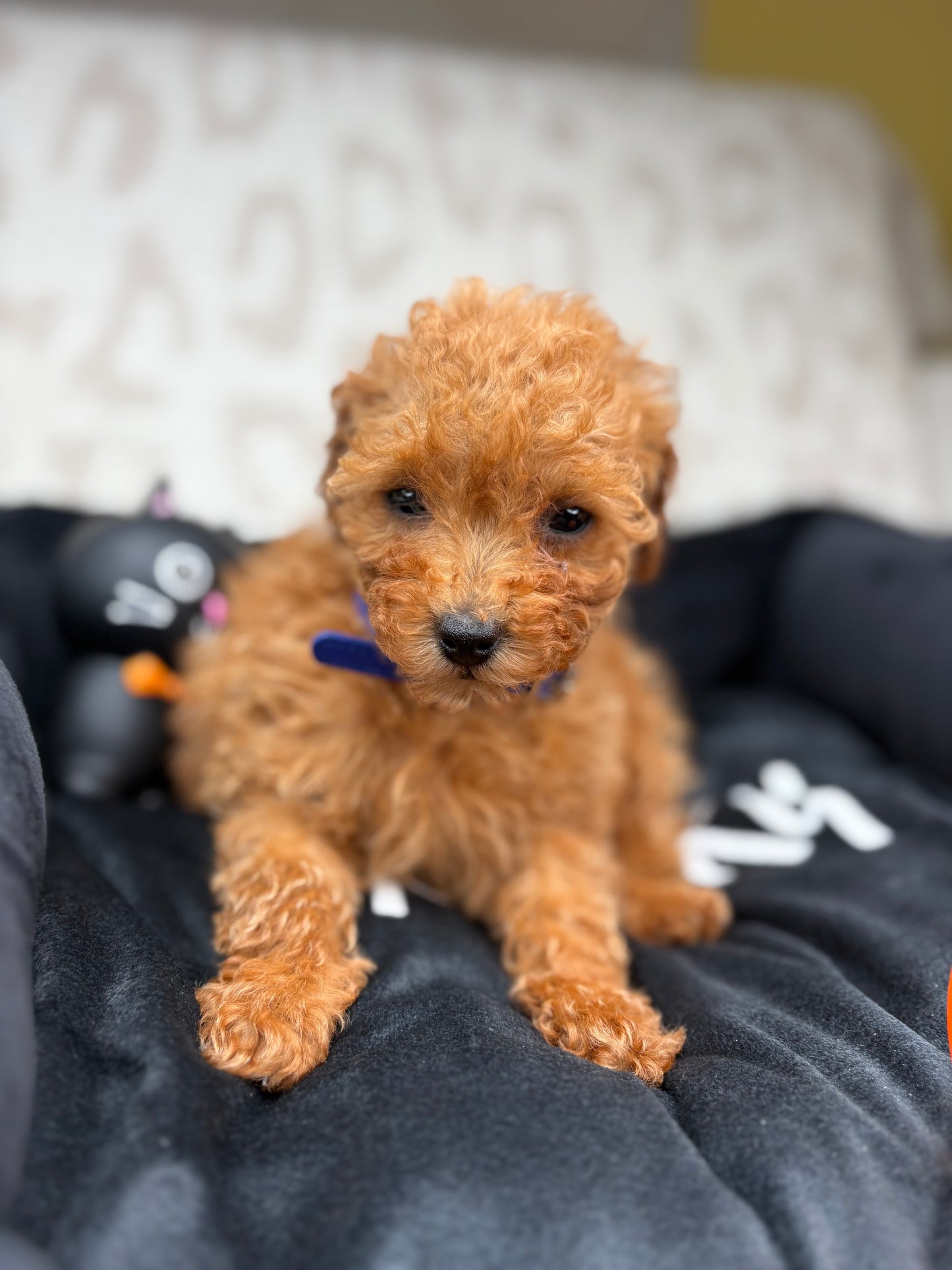 Apricot Female Teacup Poodle (Deposit Only Please Read The DESCRIPTION Below‼️
