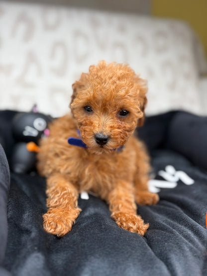 Apricot Female Teacup Poodle (Deposit Only Please Read The DESCRIPTION Below‼️