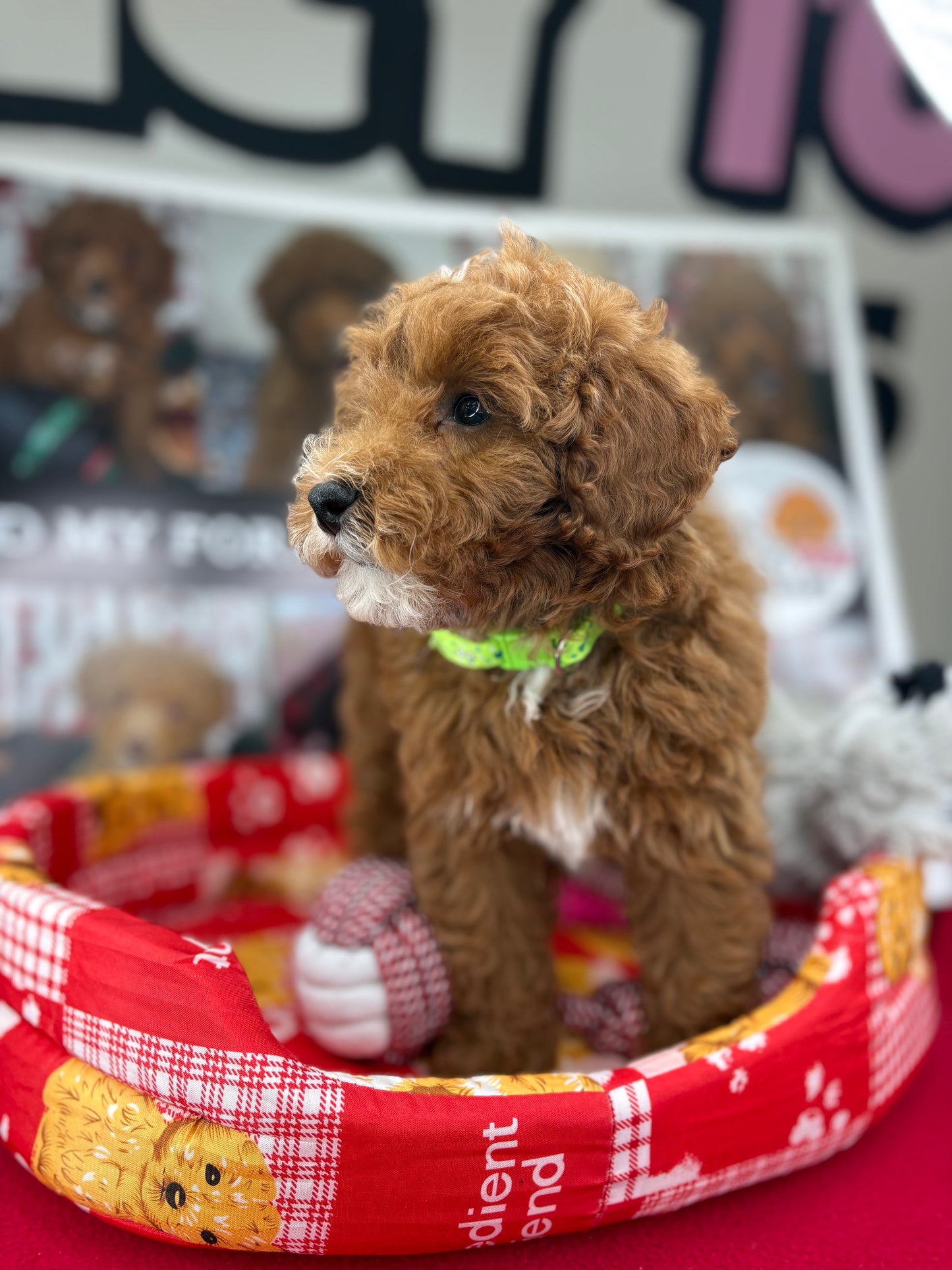 Red And White Male Toy Poodle (Deposit Only‼️Please Read The Description Below‼️)
