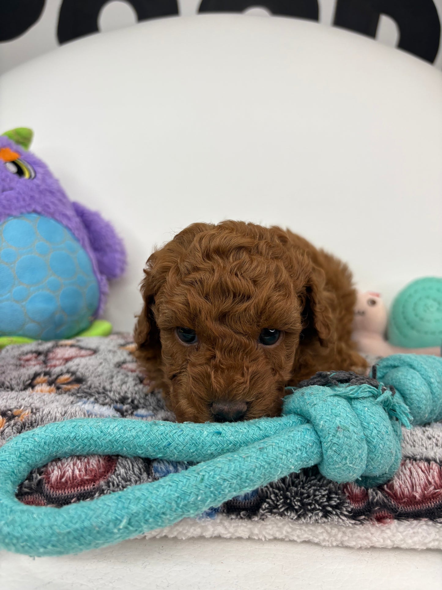 Roman The Dark Red Miniature Poodle PROMOTION Pup (Deposit Only ‼️Please Read The DESCRIPTION Below‼️)