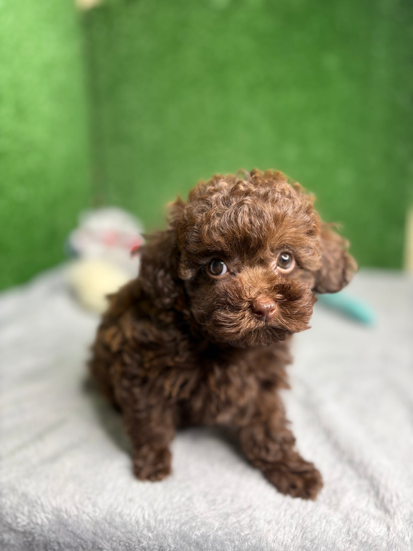 King The Chocolate Micro Poodle 🐩 (Deposit Only‼️ Please Read The Description Below‼️)