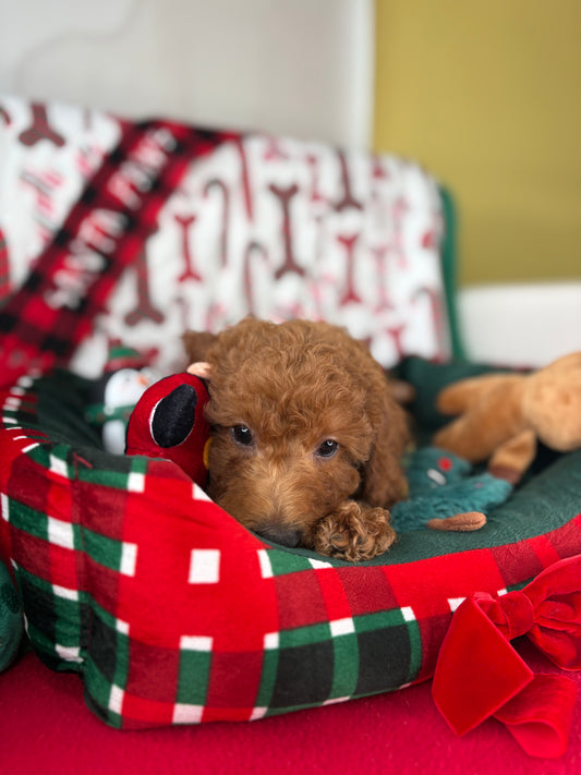 Red Male Miniature Poodle (Deposit Only ‼️ Please Read The DESCRIPTION Below‼️)