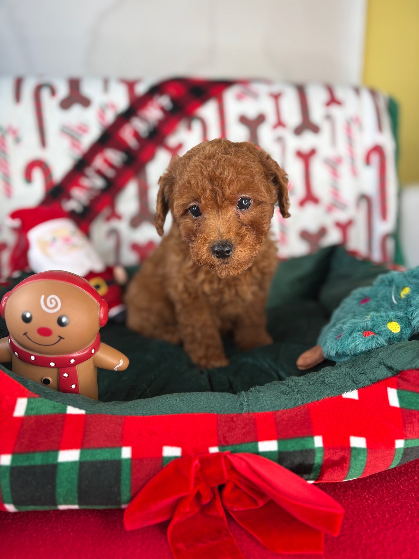 Dark Red Female Toy Poodle ‼️ (Deposit Only Please Read The DESCRIPTION Below‼️