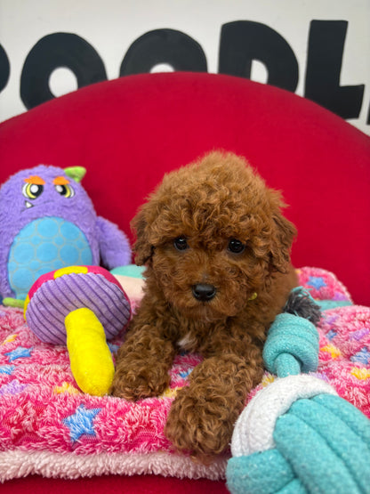 Dark Red Female Miniture Poodle (Deposit Only, Please Read The Description Below‼️)