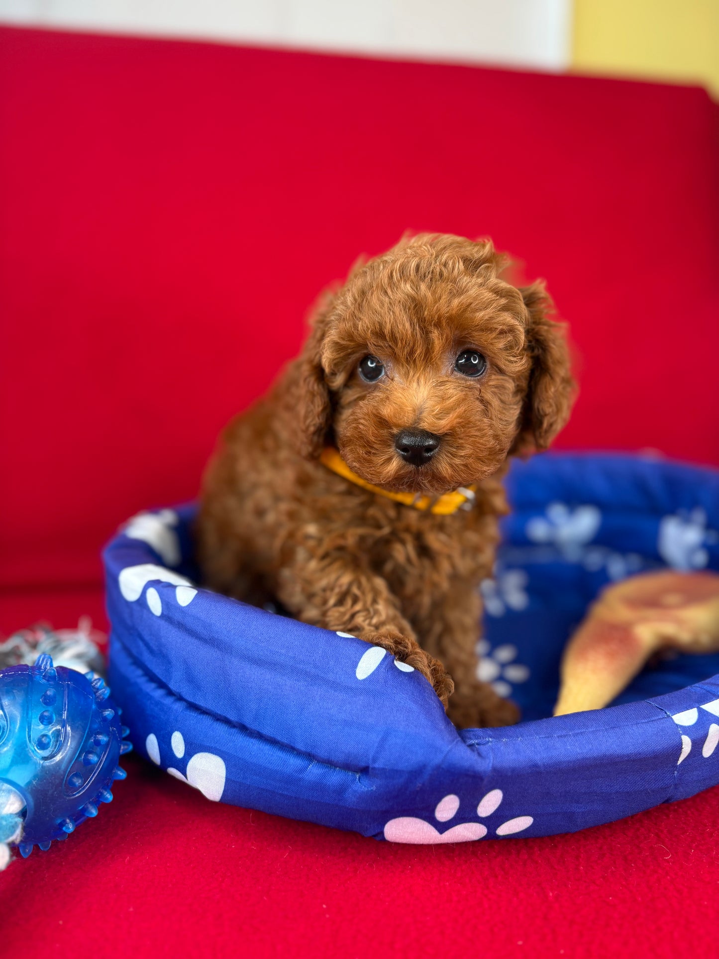 Red Male Teacup Poodle ‼️(Deposit Only ‼️ Please Read The Description Below ‼️)