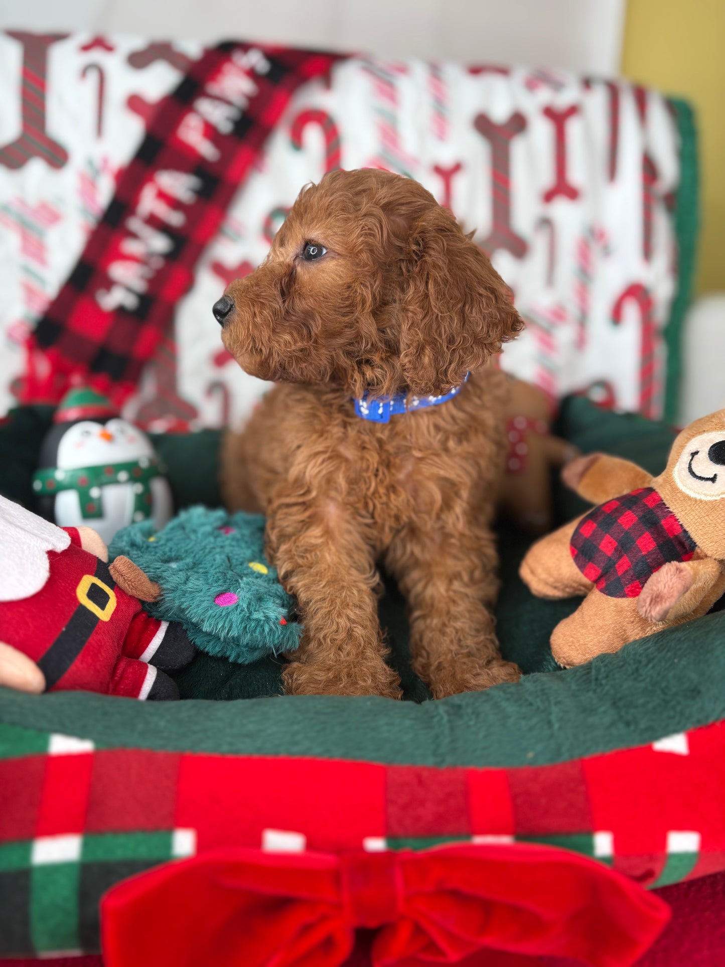 Red Male Miniture Poodle  (Deposit Only, Please Read The Description Below‼️)