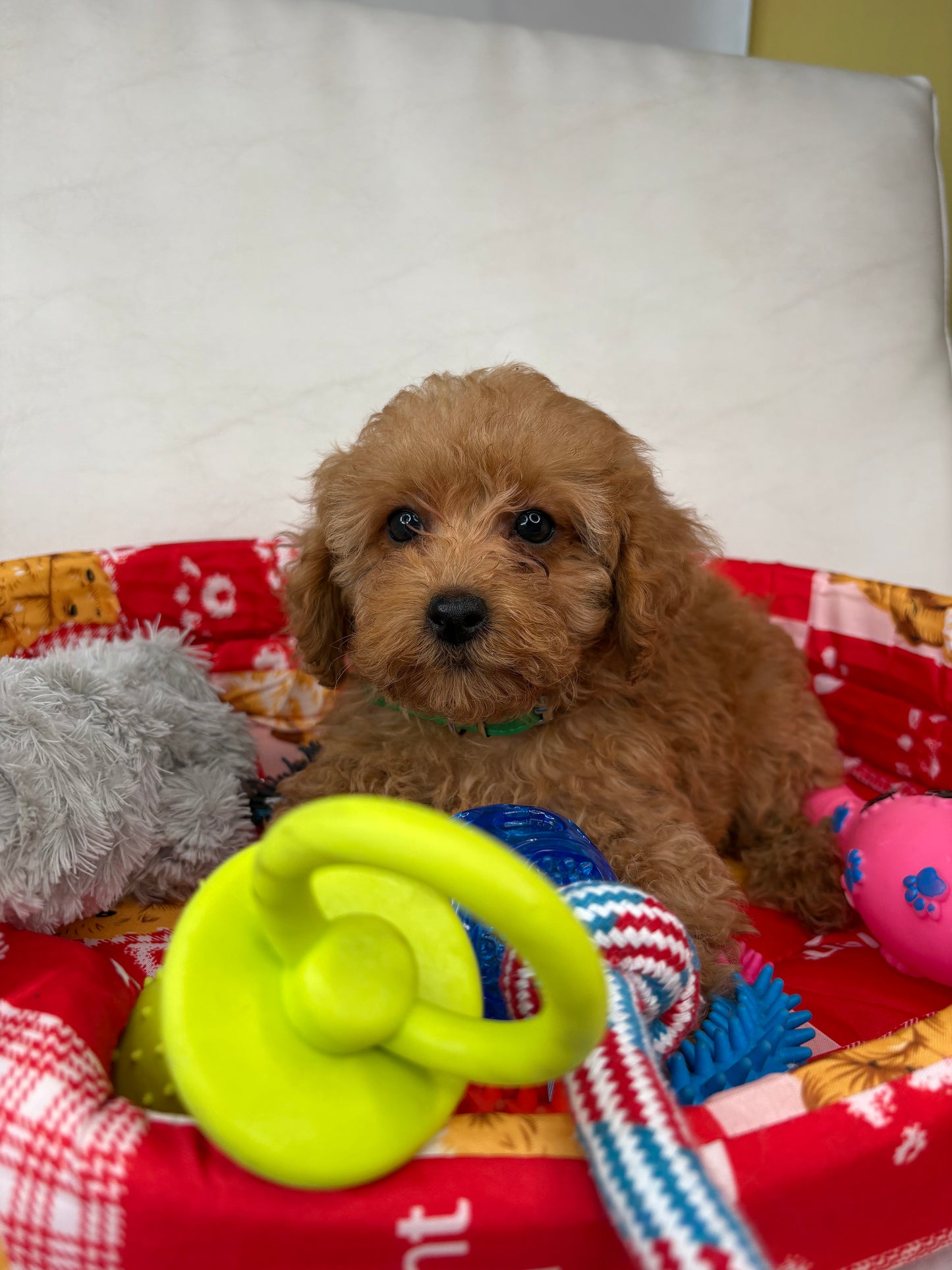 Male Apricot Teacup Poodle (Deposit Only‼️ Please Read The Description Below‼️)