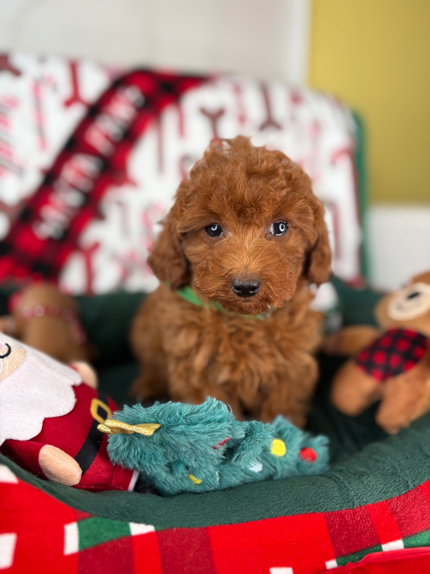 Dark Red Male Toy Poodle (Deposit Only, Please Read The Description Below‼️)