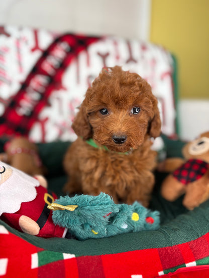 Dark Red Male Toy Poodle (Deposit Only, Please Read The Description Below‼️)