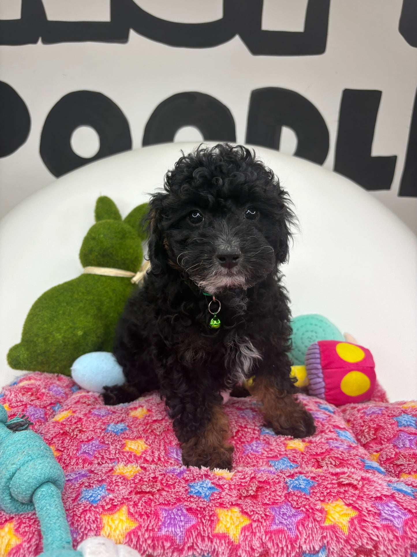 Red Phantom Female Toy Poodle ( Deposit Only, Please Read The DESCRIPTION Below‼️)