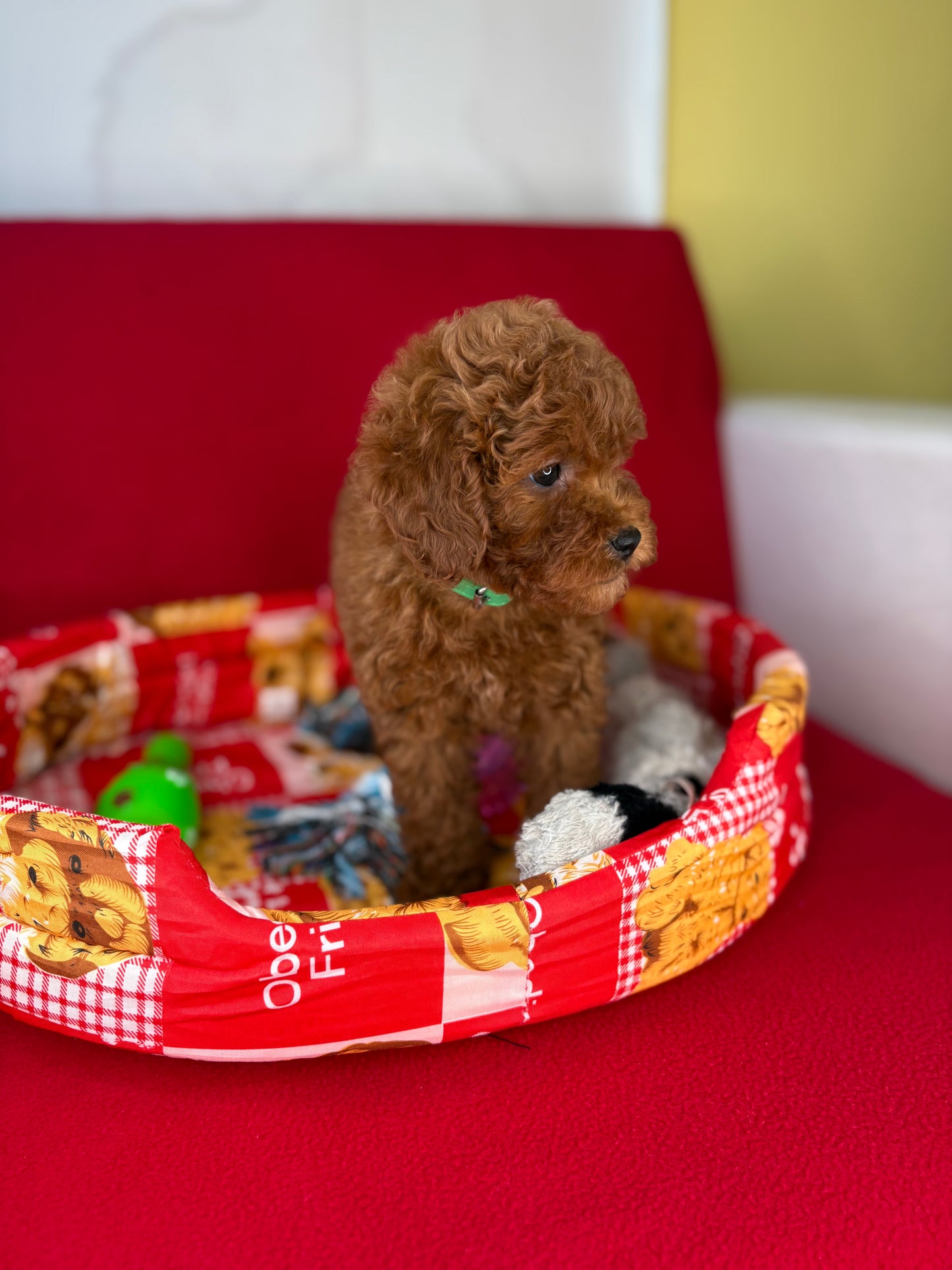 Dark Red Female Toy Poodle ( Deposit Only, Please Read The DESCRIPTION Below‼️)