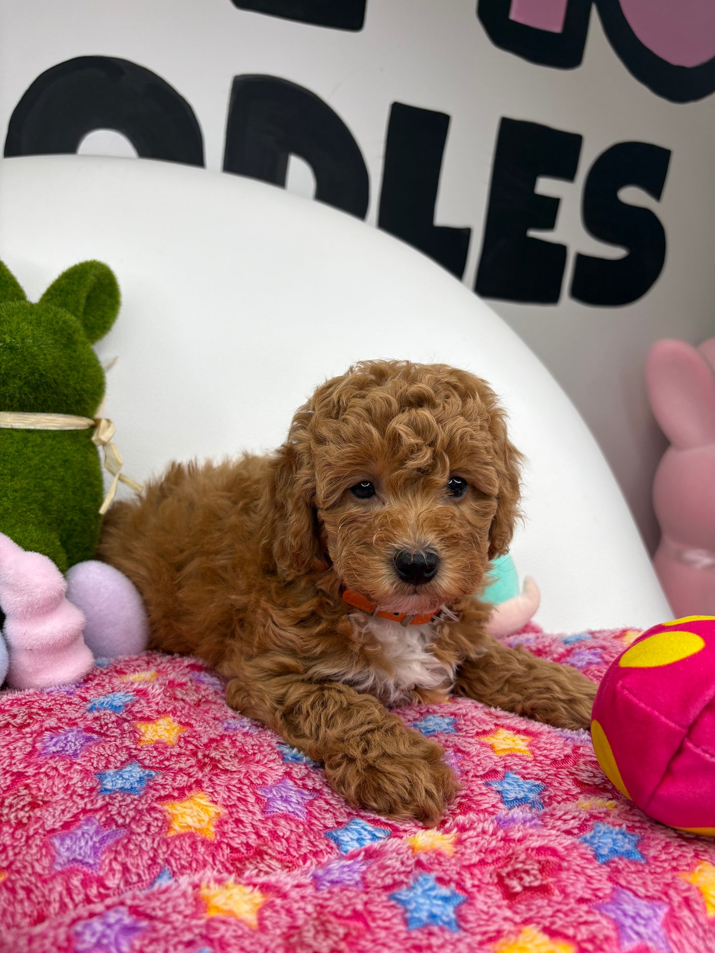 Apricot Female Toy Poodle 🐩 (Deposit Only‼️Please Read The Description Below‼️)