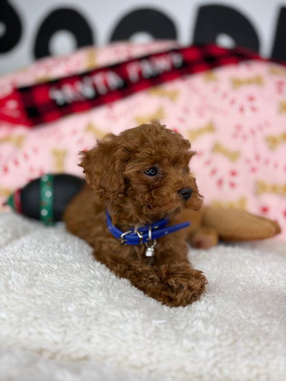 Dark Red Male Micro Poodle (Deposit Only ‼️ Please Read DESCRIPTION Below‼️)