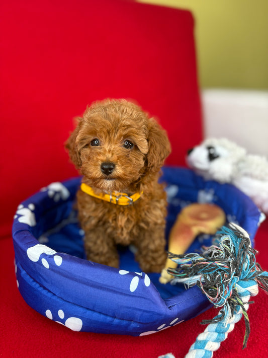 Red Female Teacup Poodle Deposit Only‼️ (Please DESCRIPTION Read Below‼️)