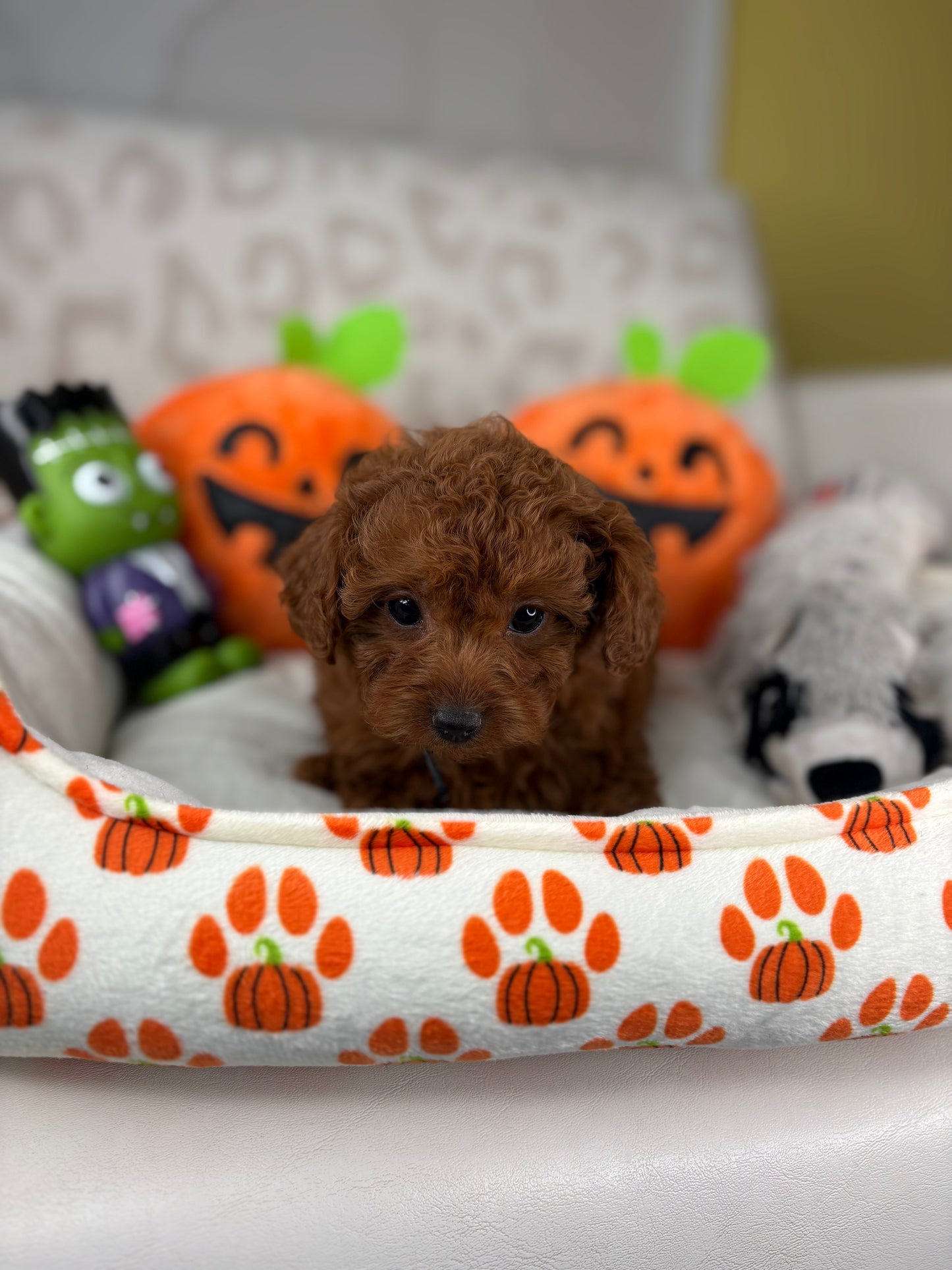 Dark Red Female Teacup Poodle (Deposit Only‼️ Please Red The DESCRIPTION Below‼️)