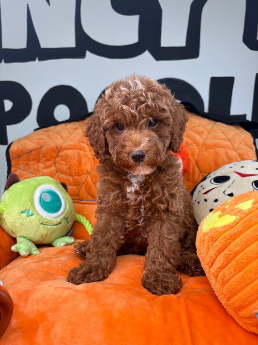 Red Male Toy Poodle ( Deposit Only, Please Read The DESCRIPTION Below‼️)