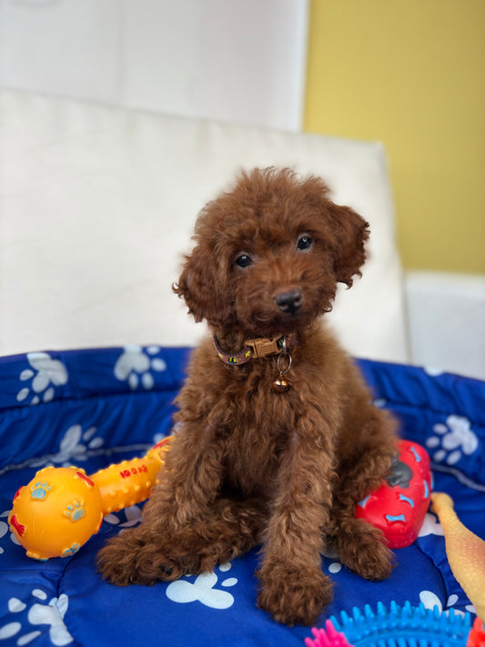 Super Red Male Toy Poodle (Deposit Only ‼️ Please Read DESCRIPTION Below‼️)