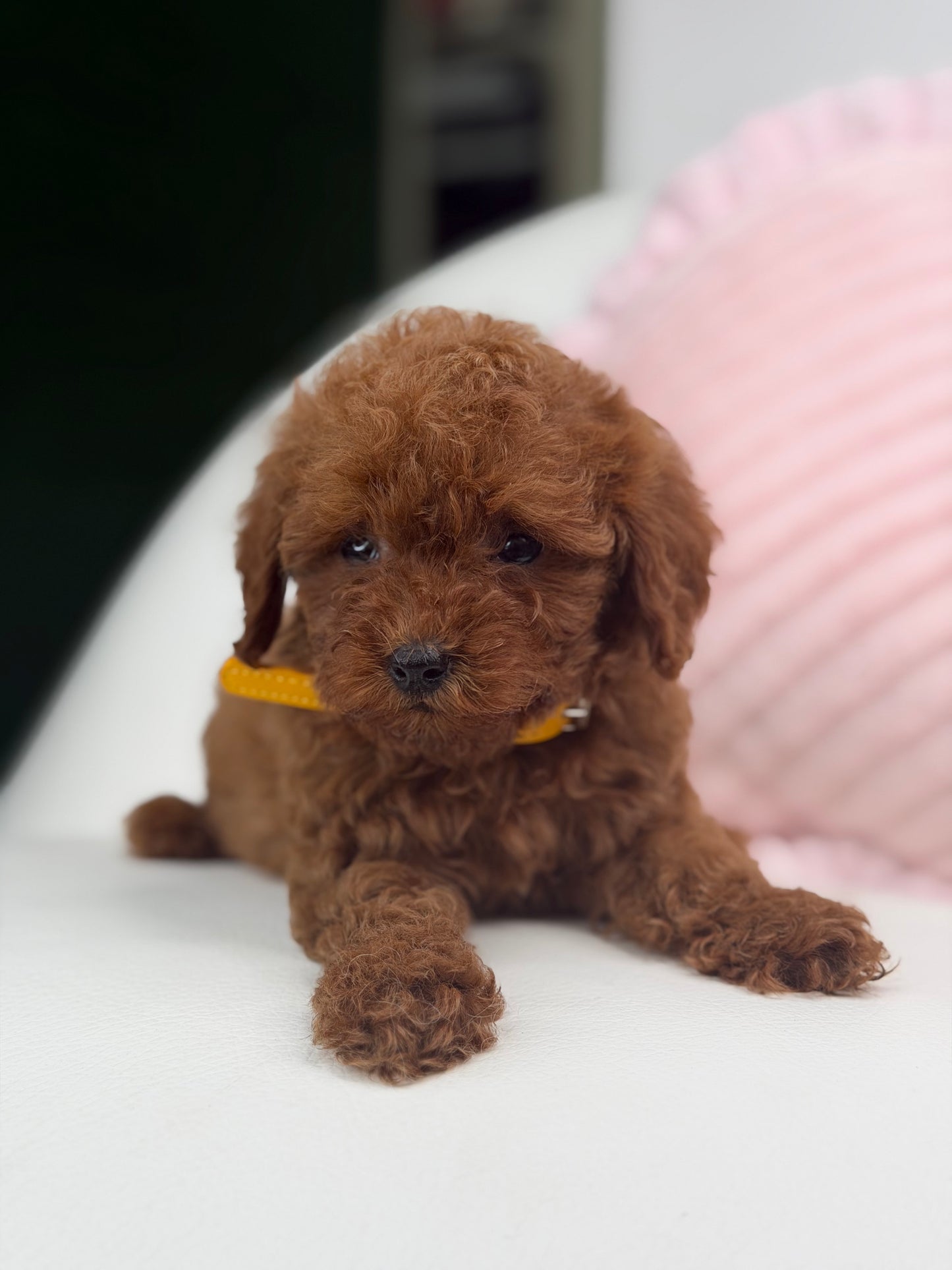 Dark Red Male Teacup Poodle (Deposit Only‼️ Please Red The DESCRIPTION Below‼️)