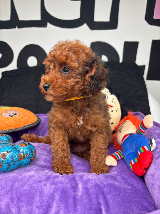 Brindle Male Toy Poodle (Deposit Only ‼️ Please Read DESCRIPTION Below‼️)