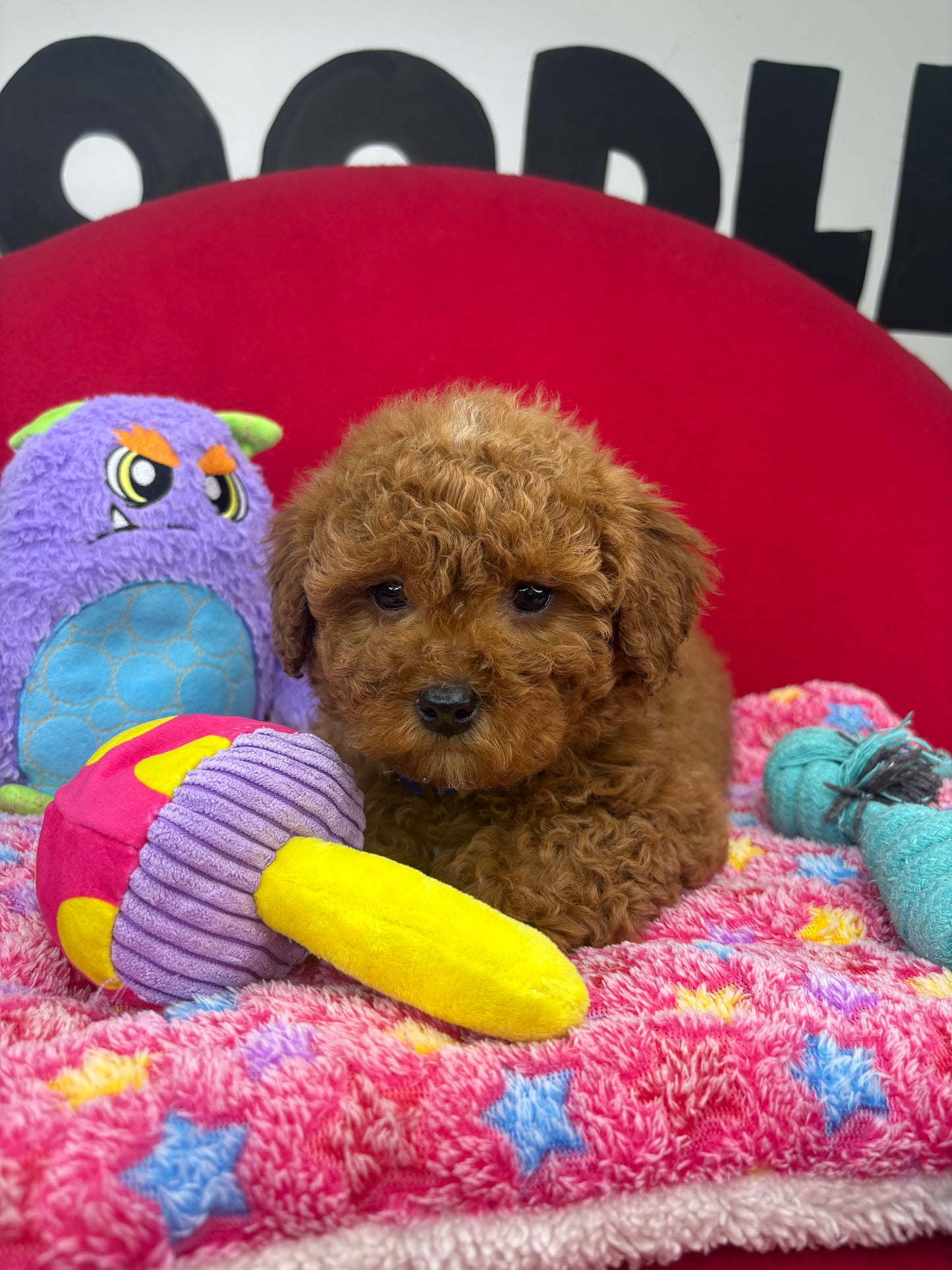 Dark Red Male Miniture Poodle (Deposit Only, Please Read The Description Below‼️)