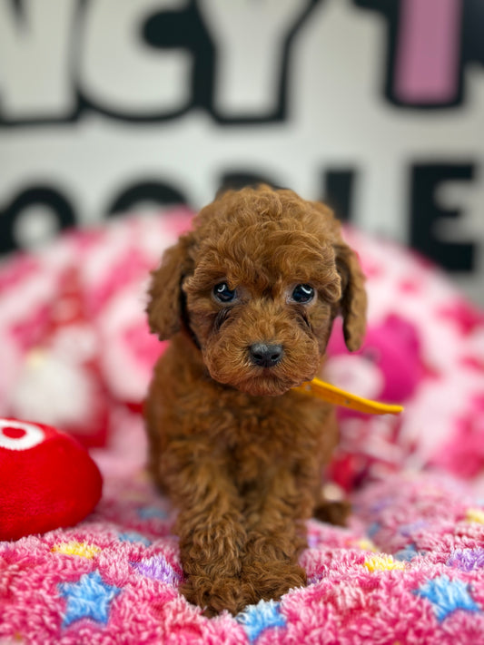 “ Rocket ” The Dark Red Male Teacup Poodle 🐩 ‼️(Deposit Only, Please Read The Description Below‼️)