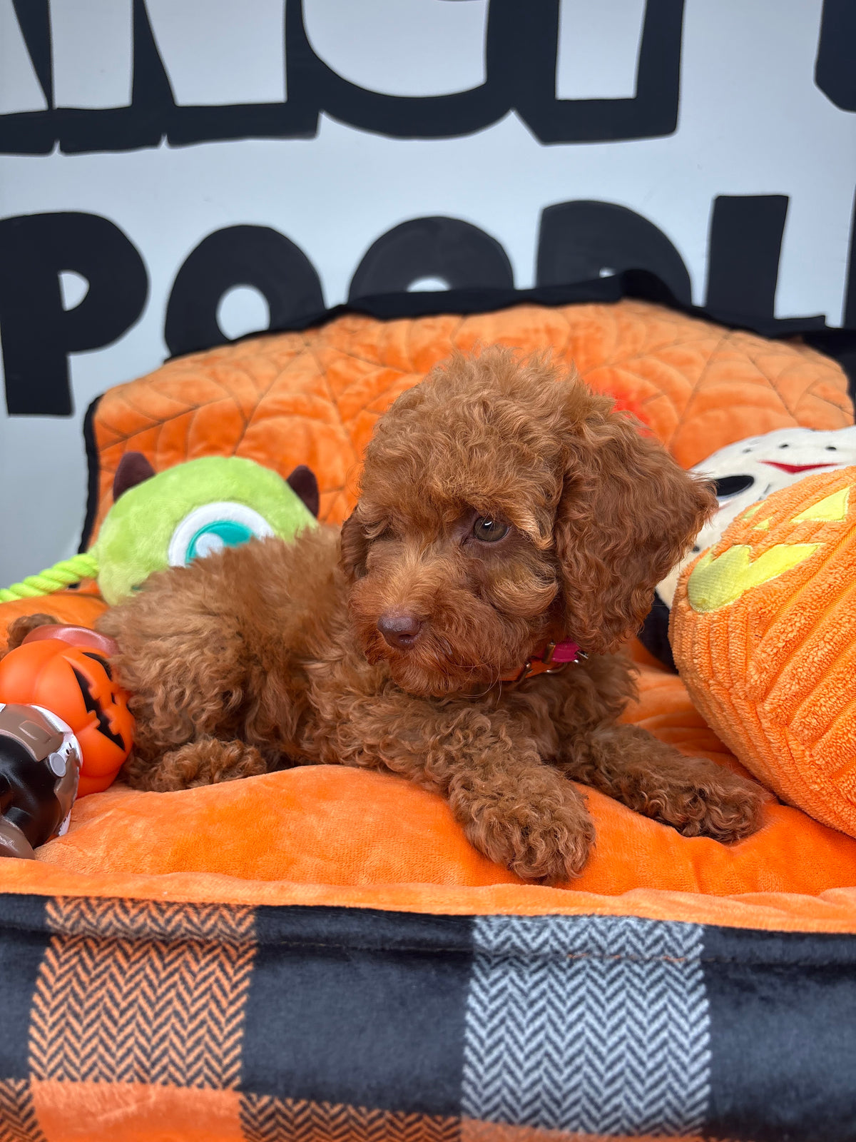 Red Female (Red Nose) Toy Poodle (Deposit Only ‼️ Please Read DESCRIPTION Below‼️)