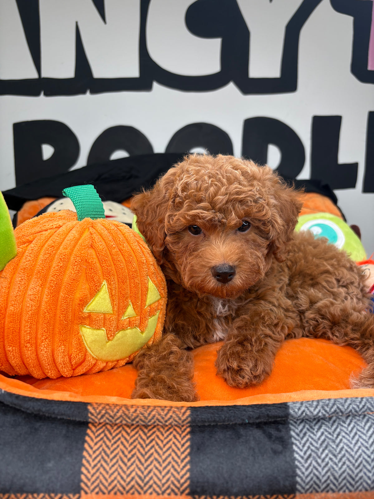 Red Female Toy Poodle ‼️(Deposit Only ‼️ Please Read The Description Below ‼️)