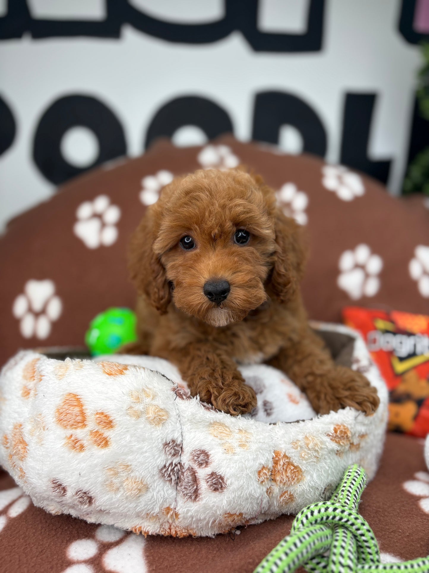 Red Male Toy Poodle (Deposit Only ‼️ Please Read DESCRIPTION Below‼️)