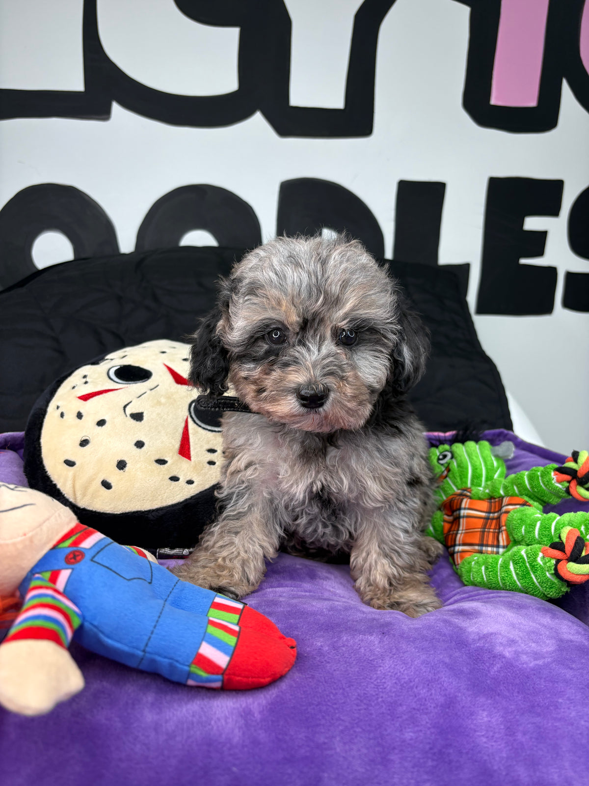 Merle Male Teacup Poodle 🐩(Deposit Only ‼️ Please Read The DESCRIPTION Below‼️)