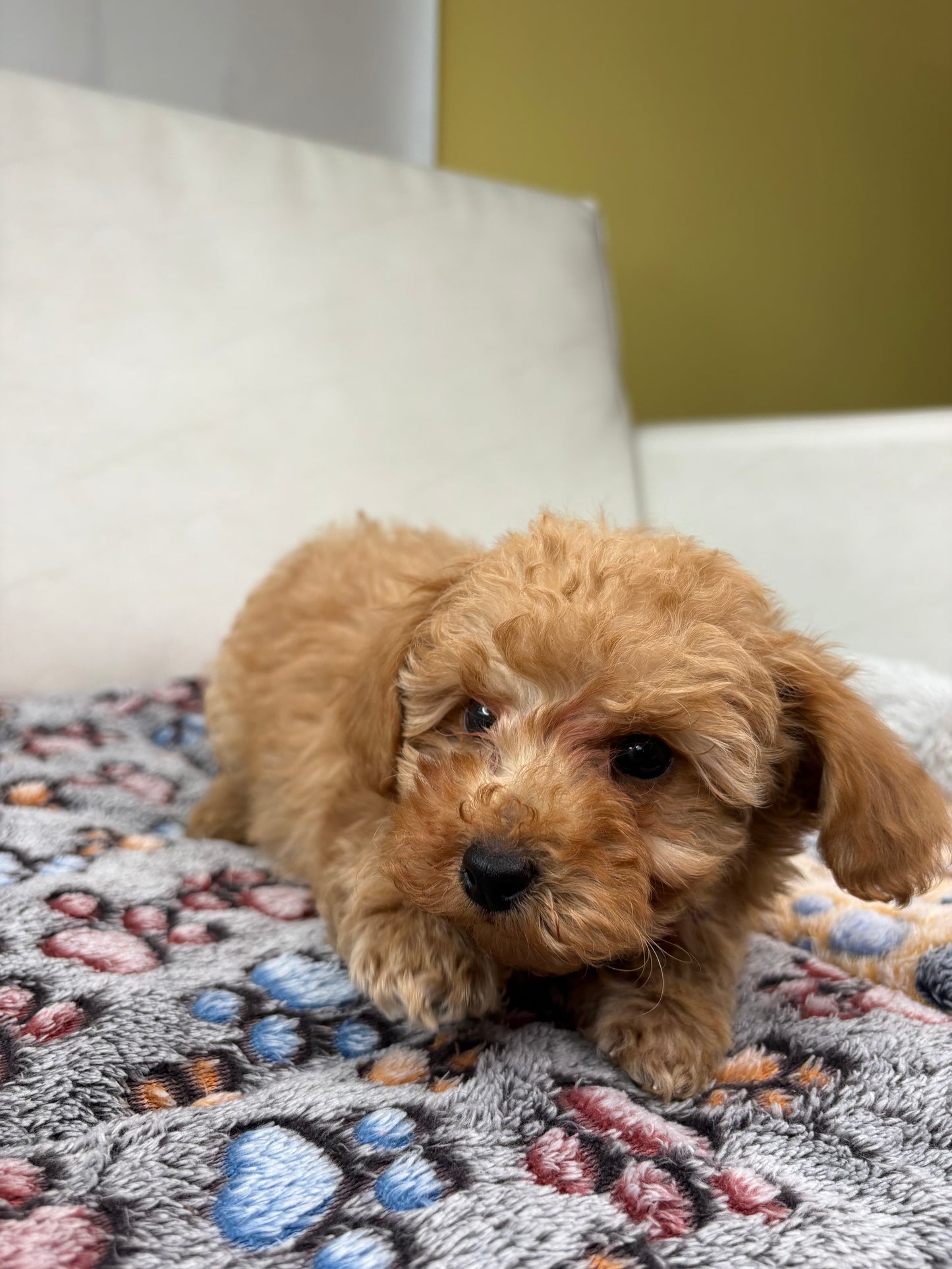 Tiny Toy Male Poodle (Deposit Only ‼️ Please Read DESCRIPTION Below‼️)