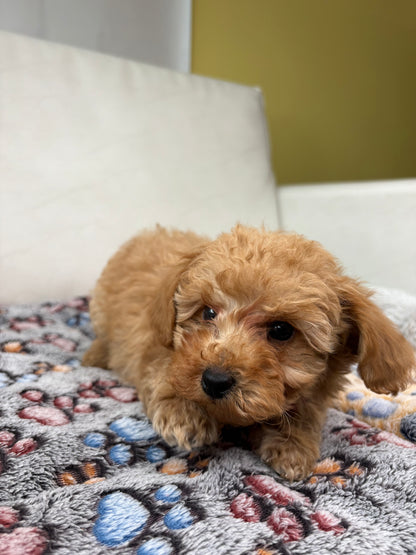 Tiny Toy Male Poodle (Deposit Only ‼️ Please Read DESCRIPTION Below‼️)