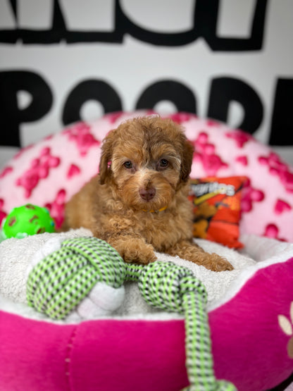 Chocolate Merle Female Toy Poodle 🐩 (Deposit Only‼️Please Read The Description Below‼️)