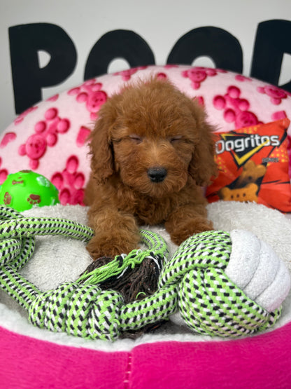 Red Male Toy Poodle ( Deposit Only, Please Read The DESCRIPTION Below‼️)