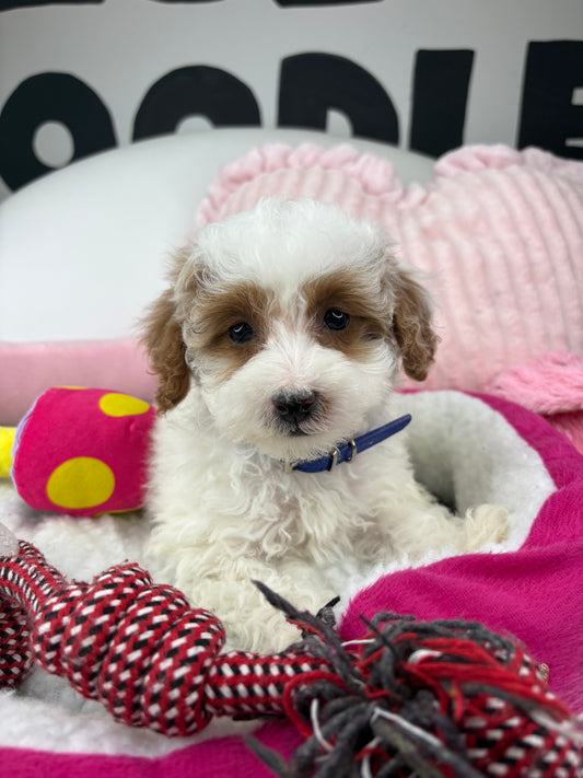 White And Red Party Colored FemaleToy Poodle 🐩 (Deposit Only‼️Please Read The Description Below‼️)