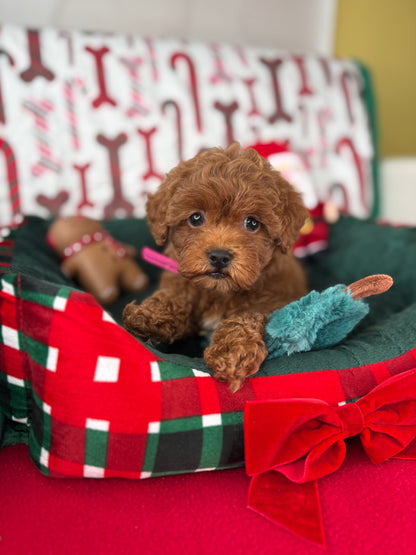 Red Female Teacup Poodle 🍫(Deposit Only‼️Please Read The Description Below‼️)