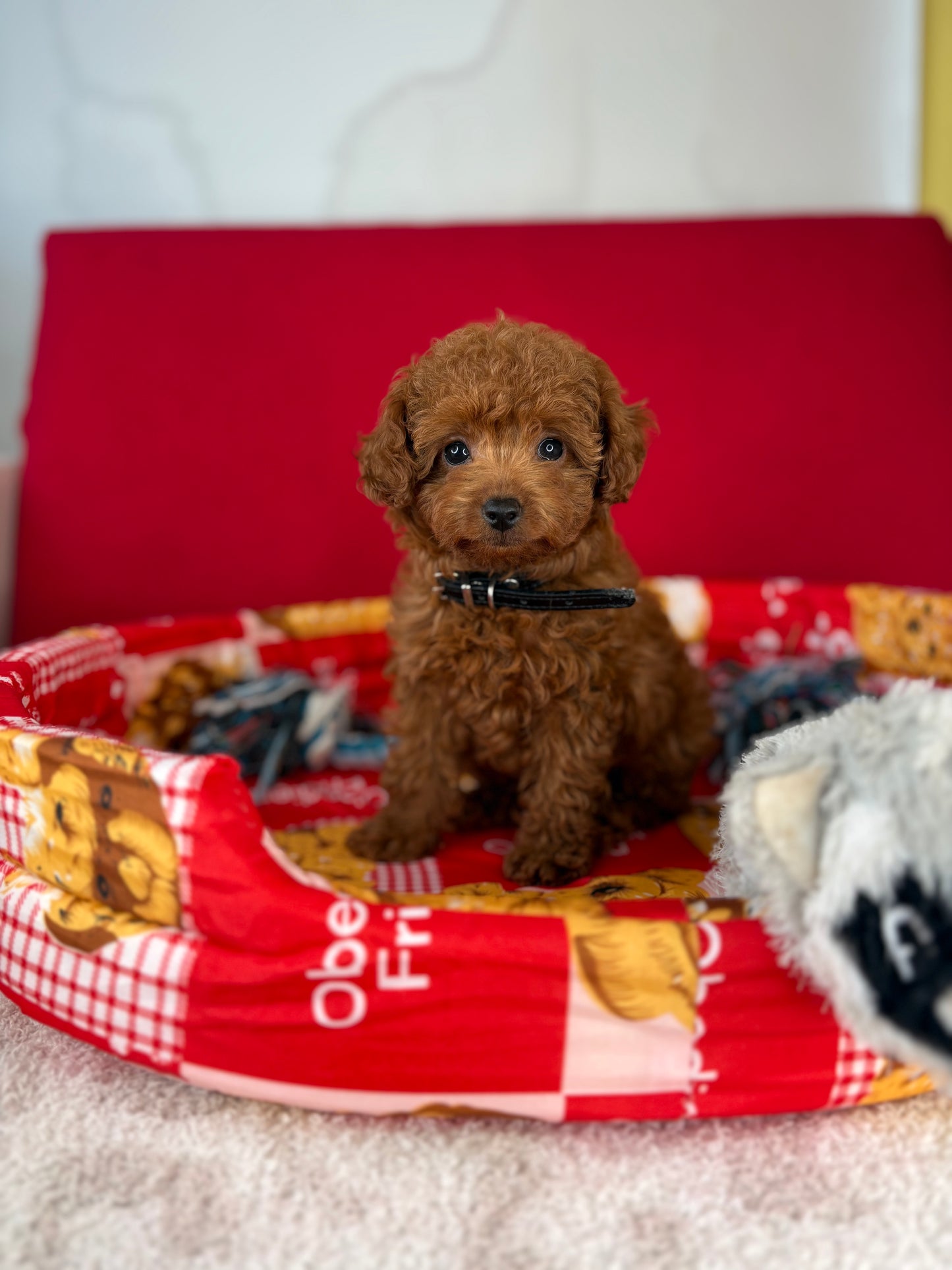 Dark Red Female Teacup Poodle (Deposit Only‼️ Please Red The DESCRIPTION Below‼️)