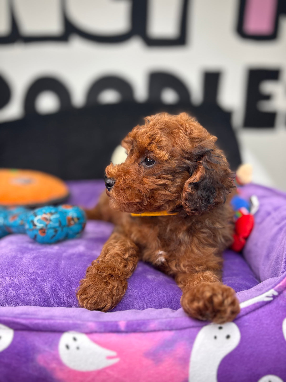 Brindle Male Toy Poodle (Deposit Only ‼️ Please Read DESCRIPTION Below‼️)