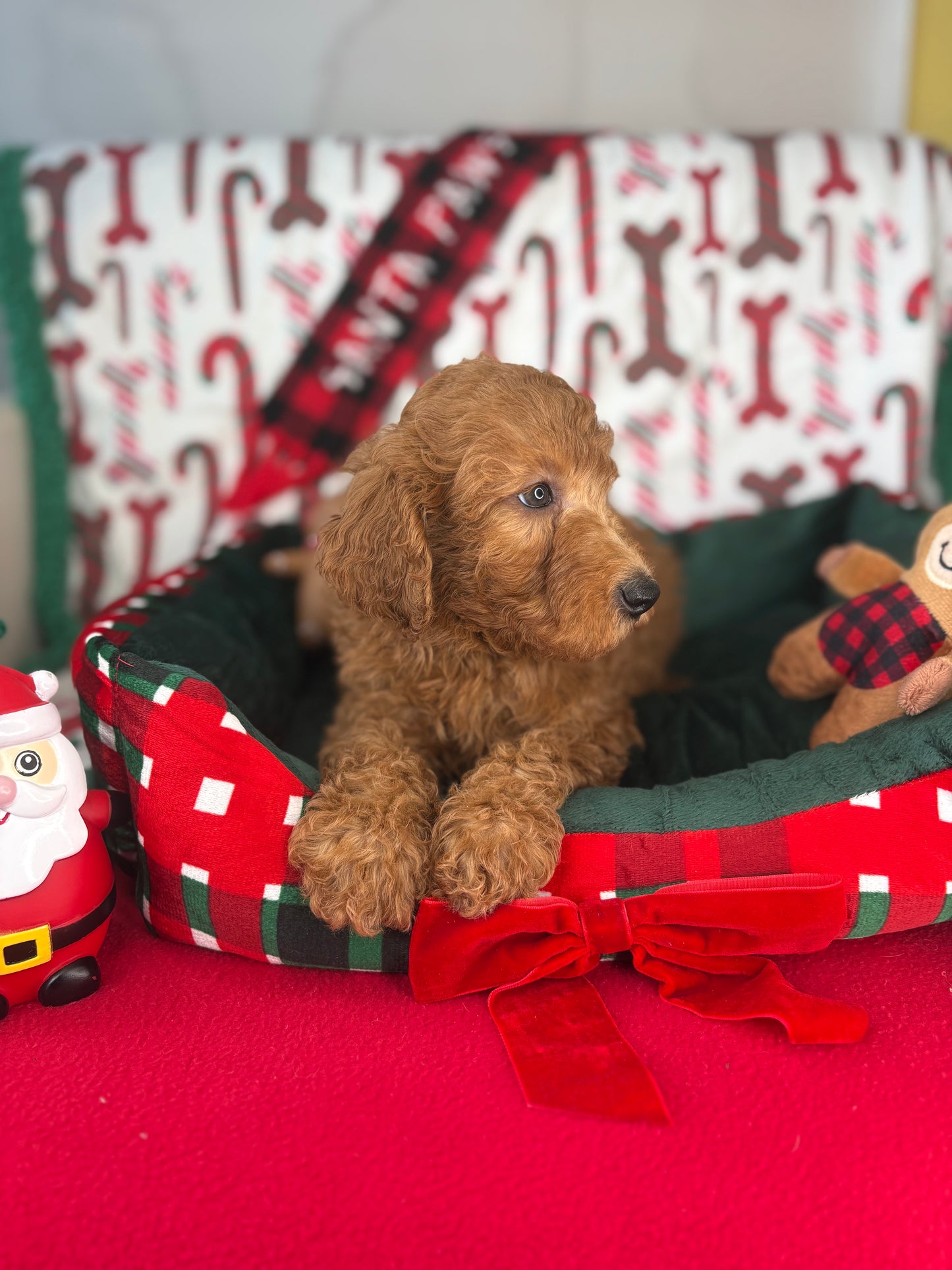 Red Male Miniature Poodle PROMOTION Pup (Deposit Only ‼️Please Read The DESCRIPTION Below‼️)