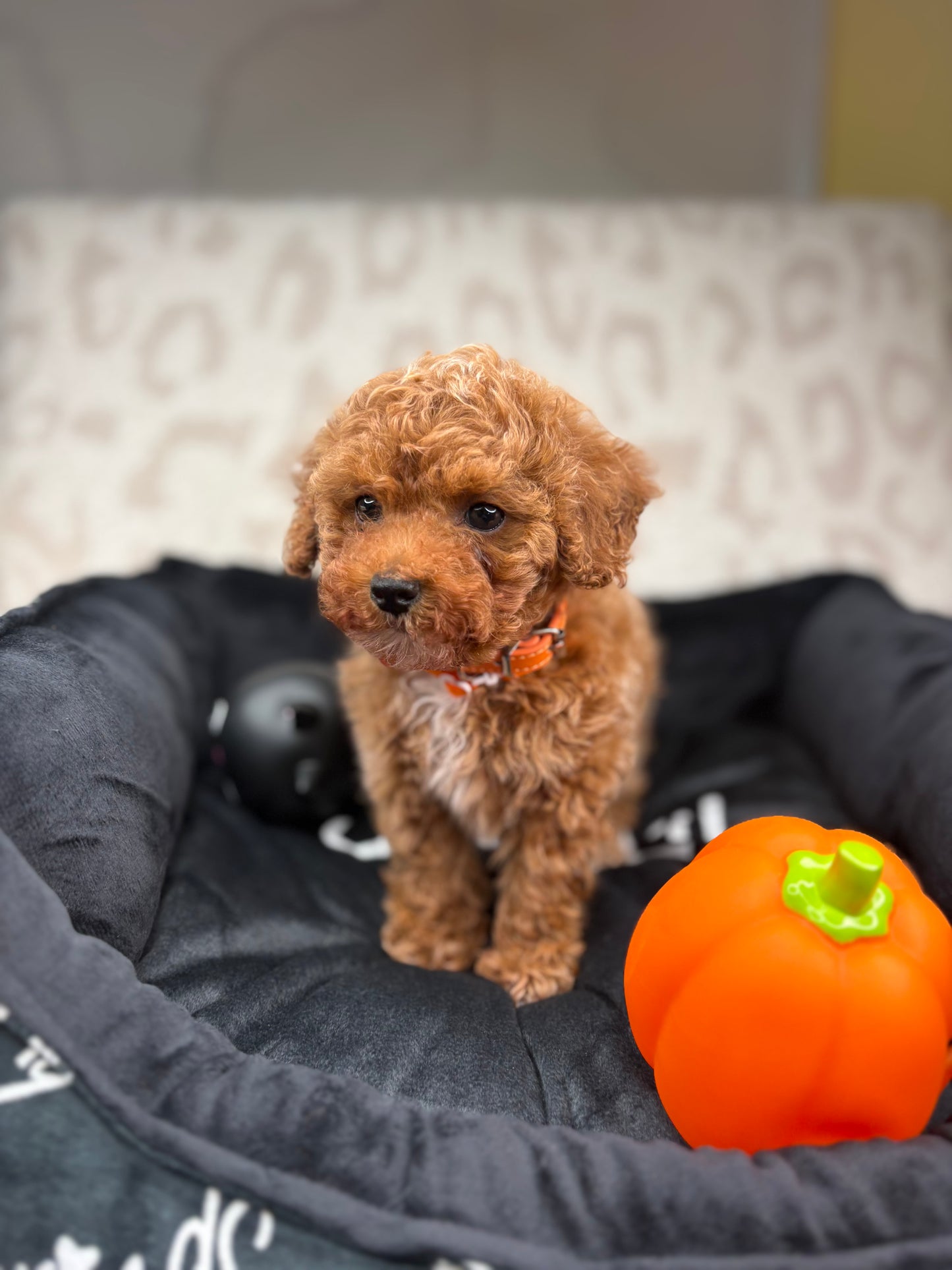Apricot Male Teacup Poodle 🐩 ‼️(Deposit Only, Please Read The Description Below‼️)