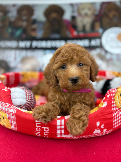 Red Male Toy Poodle (Deposit Only‼️Please Read The Description Below‼️)