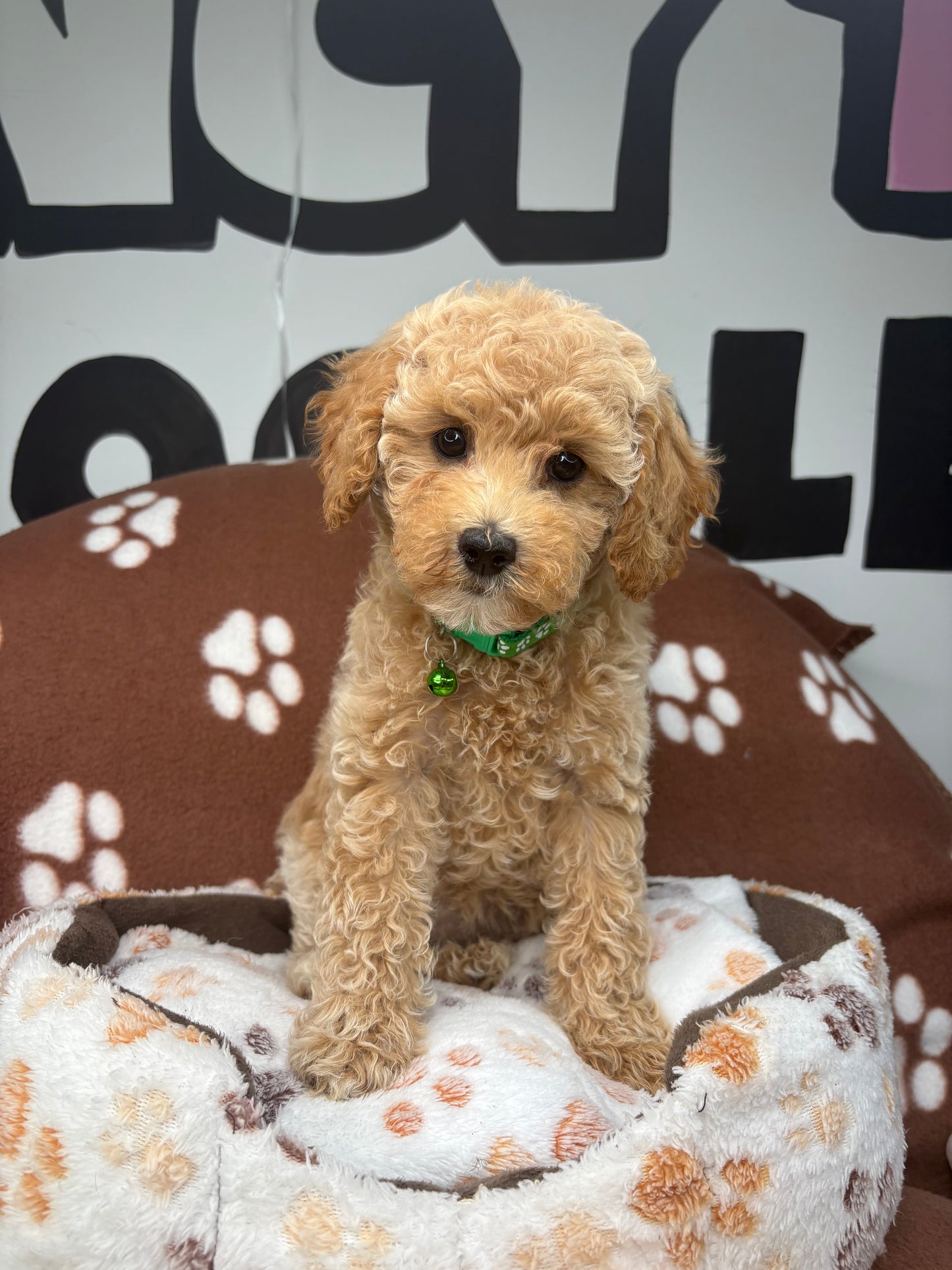Apricot Female Miniature Poodle ( Deposit Only, Please Read The DESCRIPTION Below‼️)