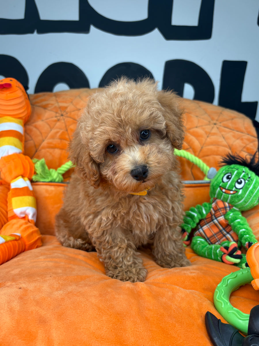 Apricot Male Toy Poodle (Deposit Only‼️ Please Read The DESCRIPTION Below‼️)
