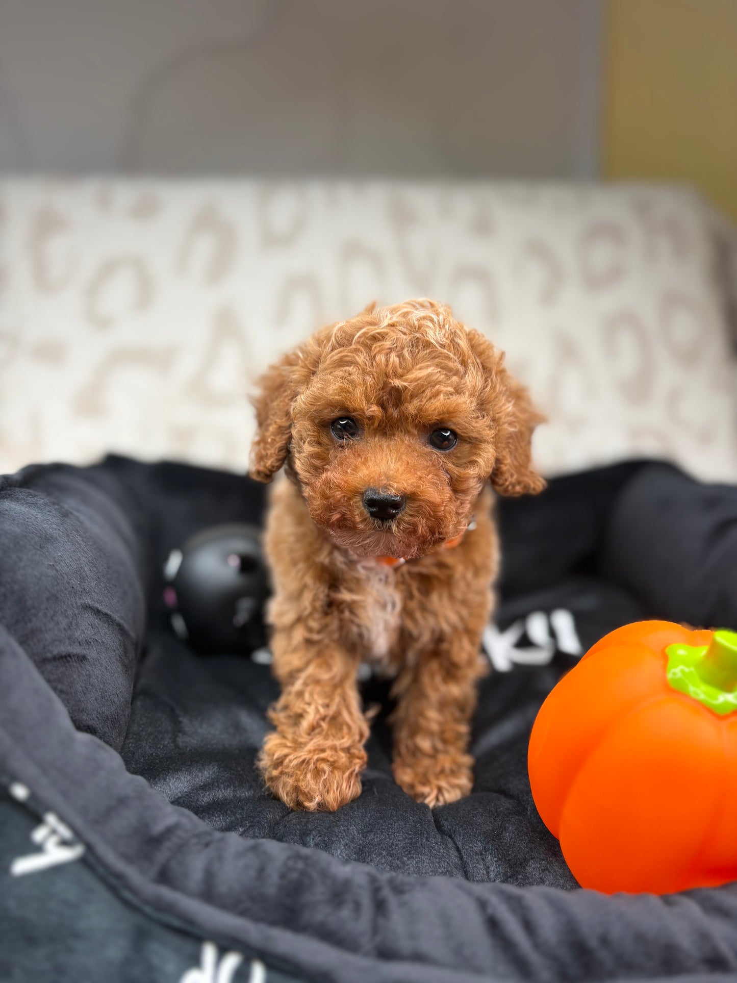 Apricot Male Teacup Poodle 🐩 ‼️(Deposit Only, Please Read The Description Below‼️)