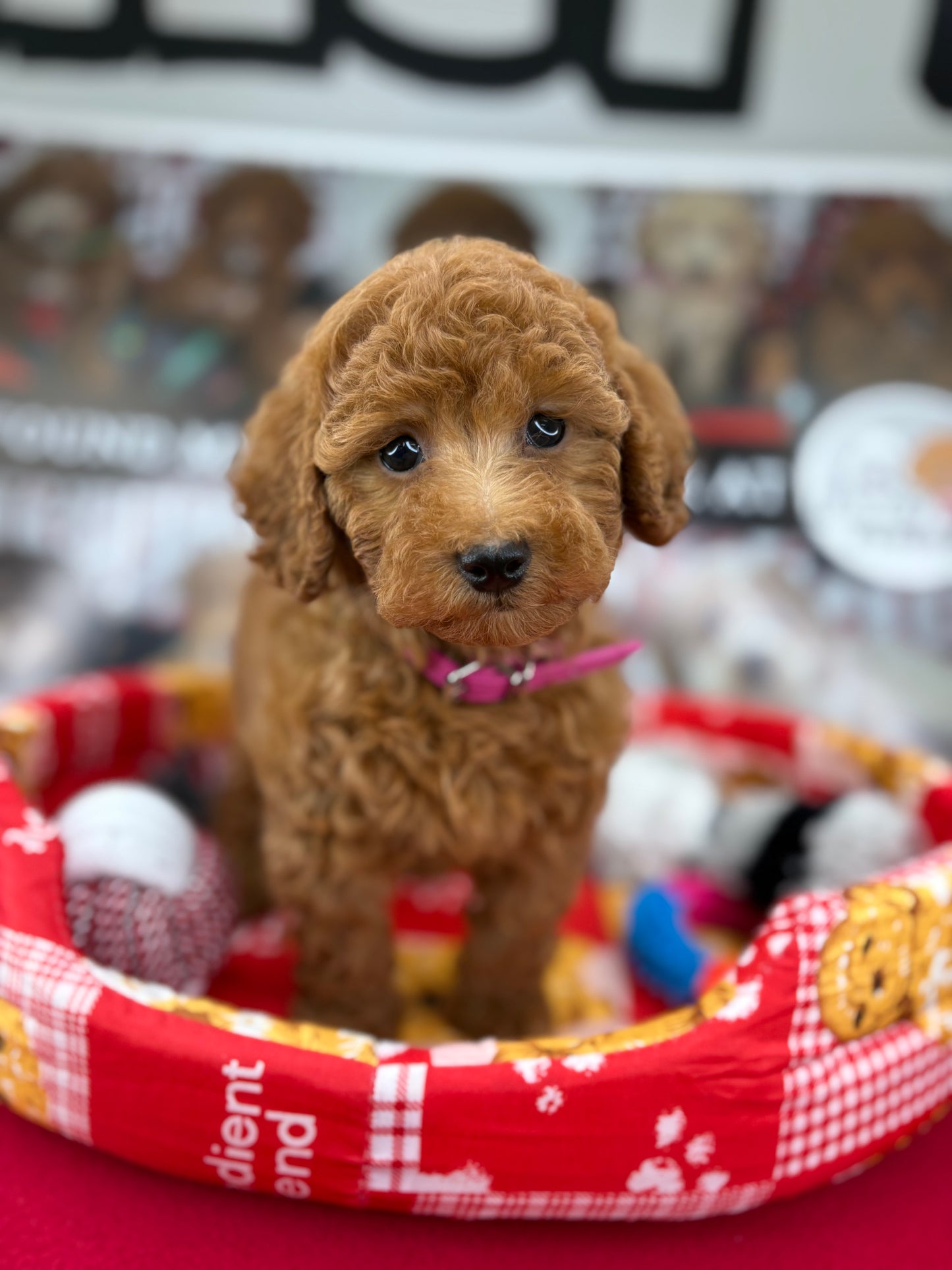 Red Male Toy Poodle (Deposit Only‼️Please Read The Description Below‼️)