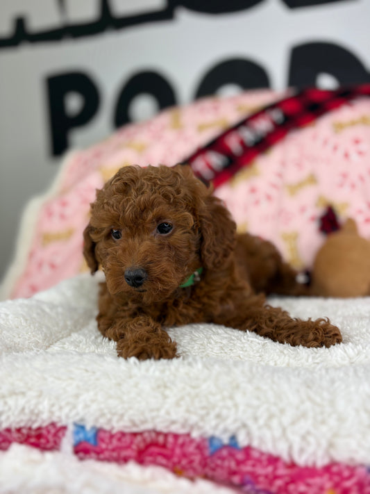Dark Red Female Toy Poodle 🐩 (Deposit Only‼️Please Read The Description Below‼️)