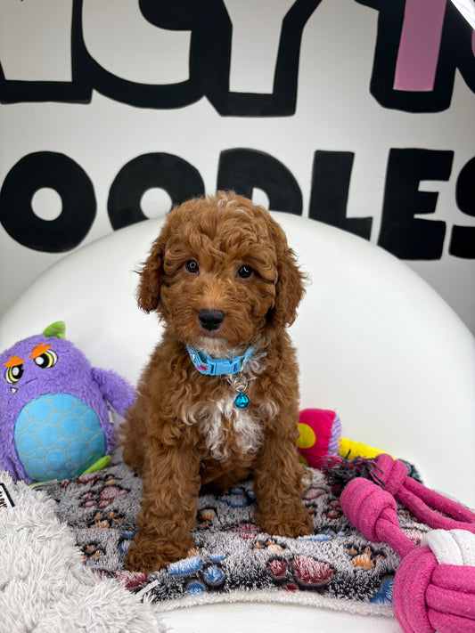 Dark Red Male Miniture Poodle (Deposit Only, Please Read The Description Below‼️)